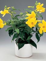 Allamanda, Allamanda neriifolia