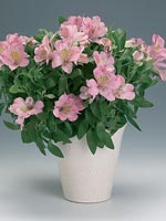 Alströmeria, Alstroemeria hybrid