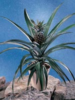 Ananas, Ananas comosus