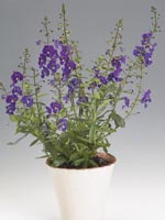 Angelonia, Angelonia hybrid