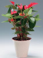 Rosenkalla, Anthurium andraeanum