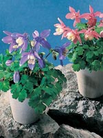 Japansk akleja, Aquilegia flabellata