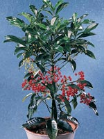 Ardisia, Ardisia crenata