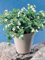 Tjockblad, storbladig bacopa, Bacopa caroliniana