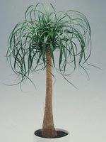 Flasklilja, Beaucarnea recurvata