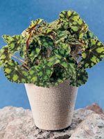 Ögonfransbegonia, Begonia bowerae