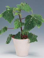 Kapuschongbegonia, Begonia hispida var. cucullifera