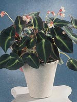 Randbegonia, Begonia listada