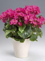 Julbegonia, Begonia lorraine-hybrid