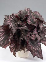 Rexbegonia, Begonia rex-hybrid