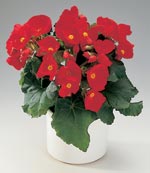 Begonia, Begonia elatior-hybrid 'Schwabenland'