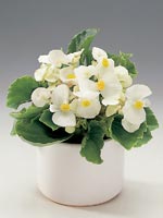 Isbegonia, Begonia semperflorens-hybrid