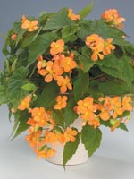 Mönjebegonia, Begonia sutherlandii