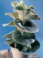 Pergamentbegonia, Begonia venosa