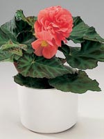 Knölbegonia, Begonia x tuberhybrida