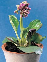 Hjärtbergenia, Bergenia cordifolia