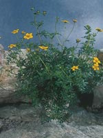 Ampelskära, ampelbidens, Bidens ferulifolia