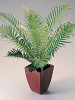 Palmbräken, Blechnum gibbum