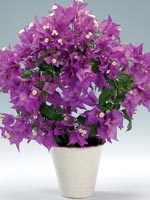 Bougainvillea, trillingblomma, Bougainvillea glabra