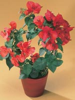 Stor trillingblomma, Bougainvillea spectabilis