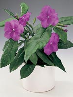 Brunfelsia, Brunfelsia pauciflora