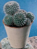 Kaktus, Cactus