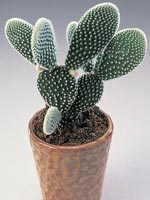 Fikonkaktus, Krypopuntia, Opuntia humifusa