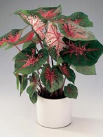 Kaladium, Caladium bicolor-hybrid