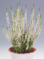 Ljung, Calluna vulgaris