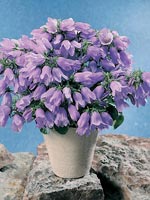 Campanula longistyla