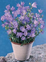 Liten blåklocka, Campanula rotundifolia