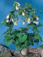 Koreaklocka, Campanula takesimana