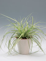 Japansk starr, Carex morrowii