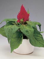 Tuppkam, Plymört m.fl. Celosia argentea