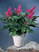 Tuppkam 'Venezuela', Celosia argentea