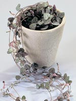 Lyktranka, Ceropegia woodii