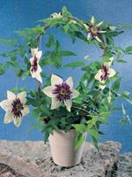 Paradisklematis, Clematis florida