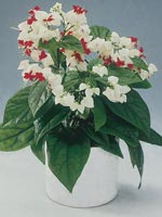 Brokklerodendrum, Clerodendrum thomsoniae