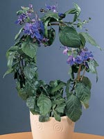 Blåvinge 'Ugandense', Clerodendrum myricoides