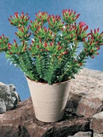 Karamellblomma, Crassula coccinea