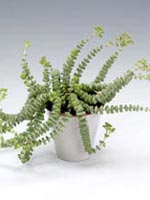 Trollhalsband, Crassula rupestris ssp. marnieriana