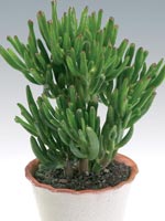 Paradisträd, Crassula ovata