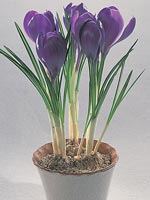 Krokus, Crocus hybrid