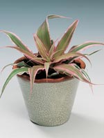 Bandblad, Cryptanthus bivittatus