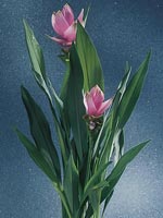 Curcuma, Tulpanmeja, Curcuma alismatifolia