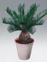 Japansk kottepalm, Cycas revoluta