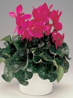 Cyklamen, Cyclamen persicum