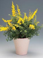 Ginst, Cytisus maderensis