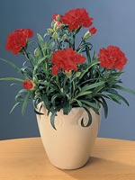 Trädgårdsnejlika, Dianthus caryophyllus