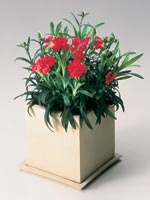 Trädgårdsnejlika, Dianthus caryophyllus 'Tenerifa'